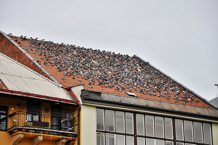 A2B Pest Control are able to install spikes to deter birds from roofs in Emsworth. 