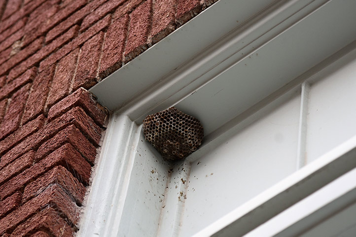 We provide a wasp nest removal service for domestic and commercial properties in Emsworth.